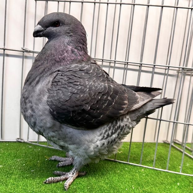  - Femele pentru 2025