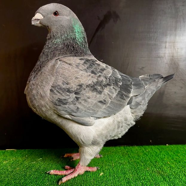  - Masculi pentru 2025