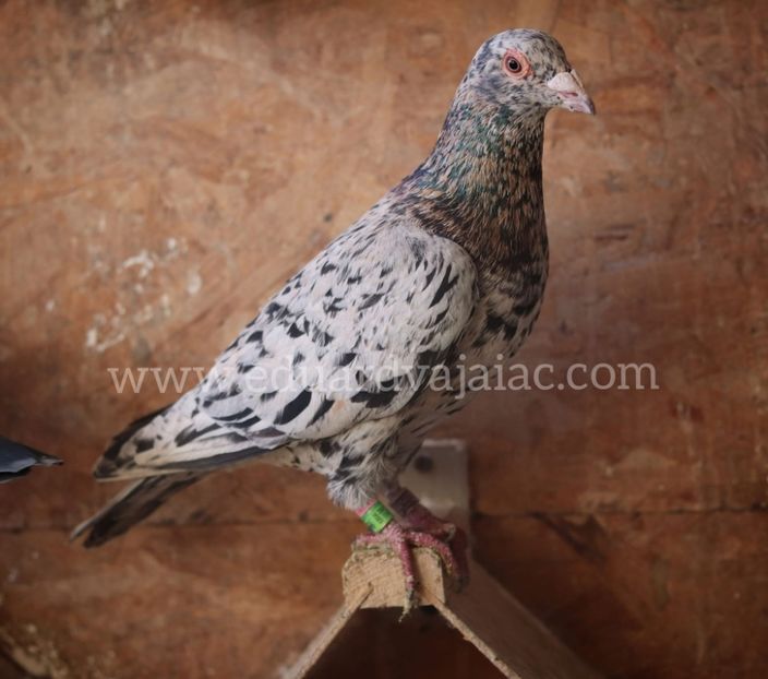  - Nu îmi aparțin 8