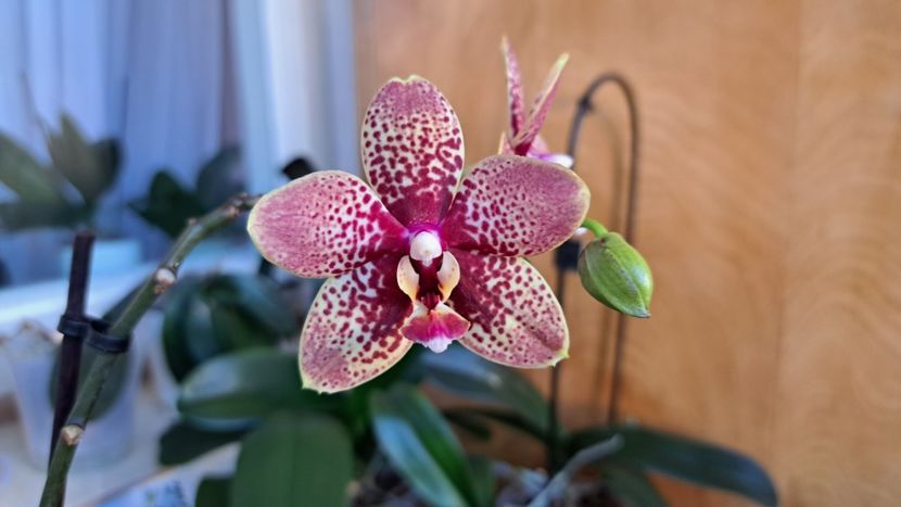  - Phalaenopsis 3