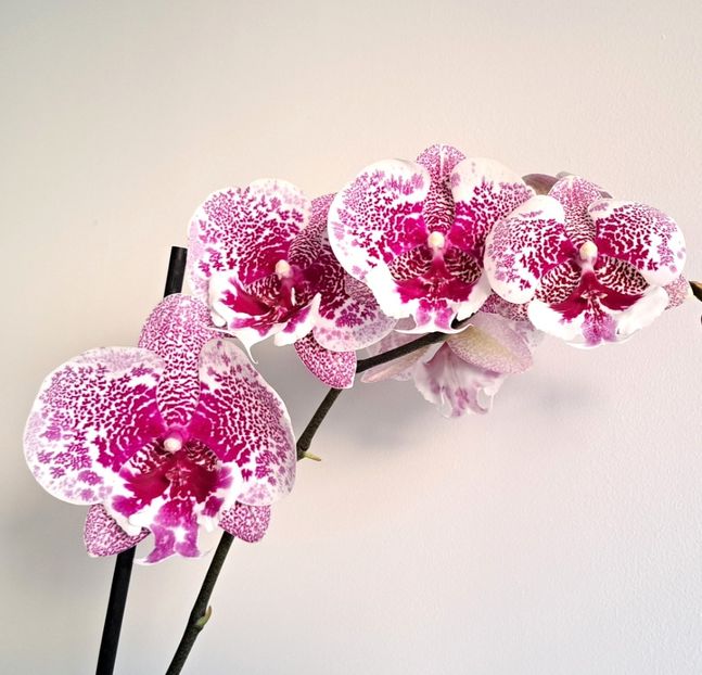 Body Language 1004254 - Phalaenopsis 3