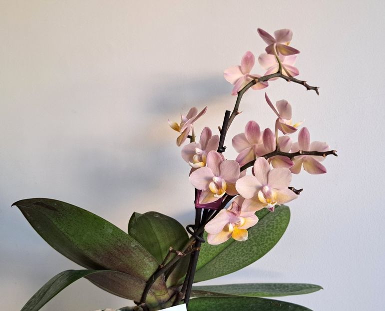  - Phalaenopsis 3