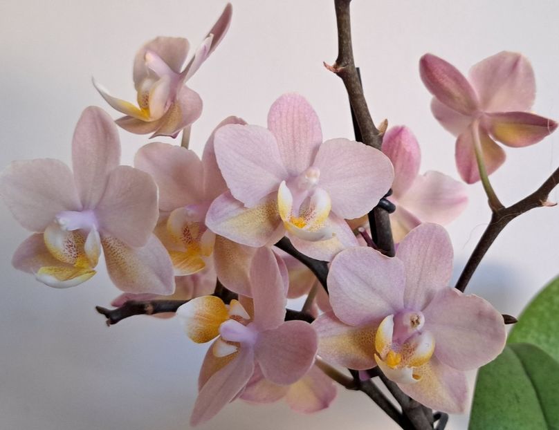  - Phalaenopsis 3