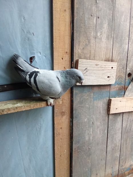  - Voiajori standard de frumusețe 9-01-2025