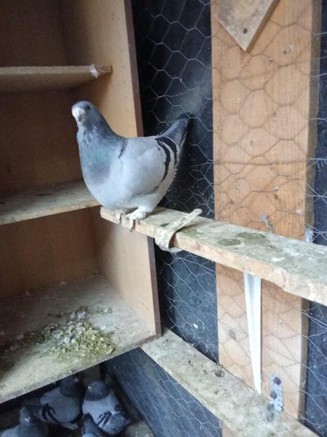  - Voiajori standard de frumusețe 9-01-2025