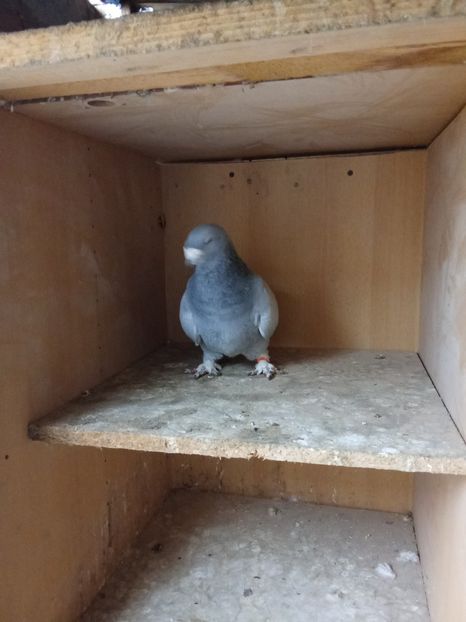  - Voiajori standard de frumusețe 9-01-2025