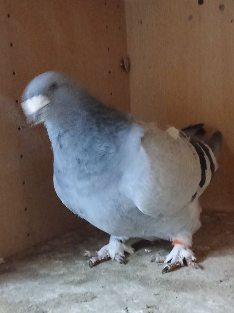  - Voiajori standard de frumusețe 9-01-2025