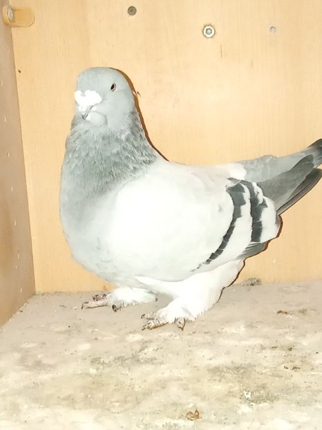  - Voiajori standard de frumusețe 9-01-2025