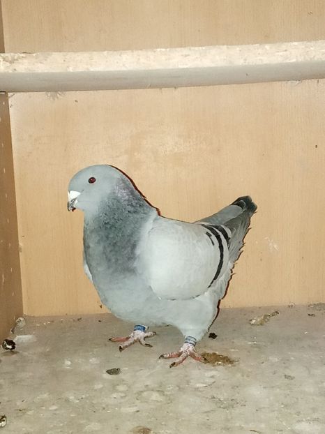  - Voiajori standard de frumusețe 9-01-2025