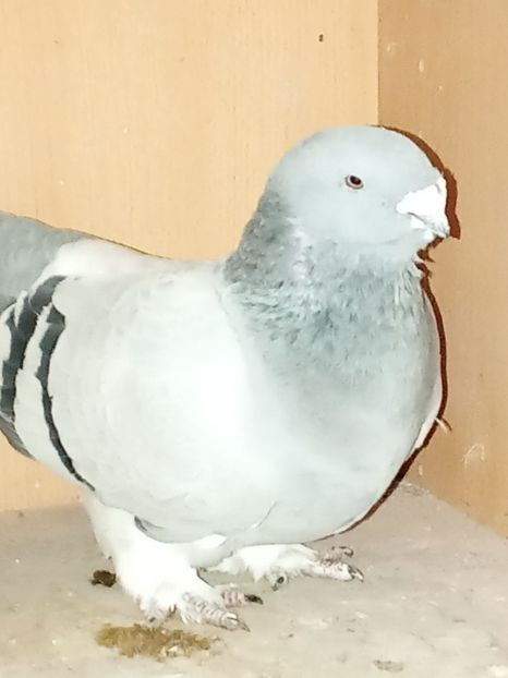  - Voiajori standard de frumusețe 9-01-2025