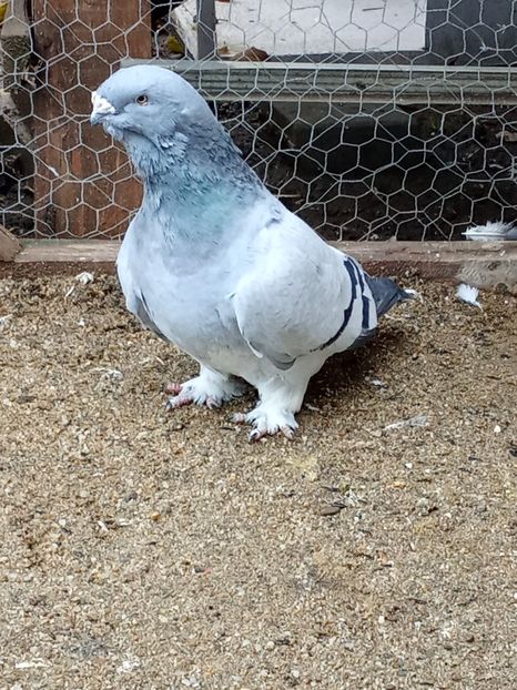  - Voiajori standard de frumusețe 9-01-2025