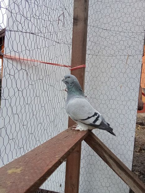  - Voiajori standard de frumusețe 9-01-2025