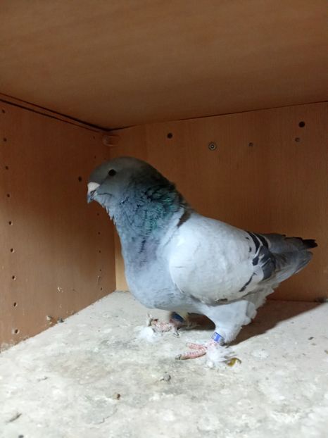  - Voiajori standard de frumusețe 9-01-2025