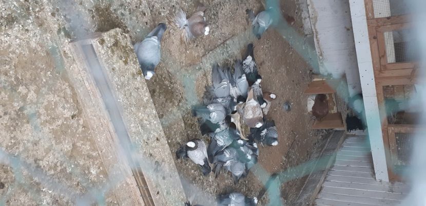  - M-Preoti saxoni 2022