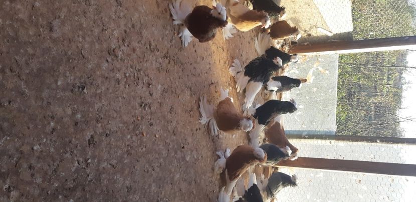  - O--Tobosari de Berburg