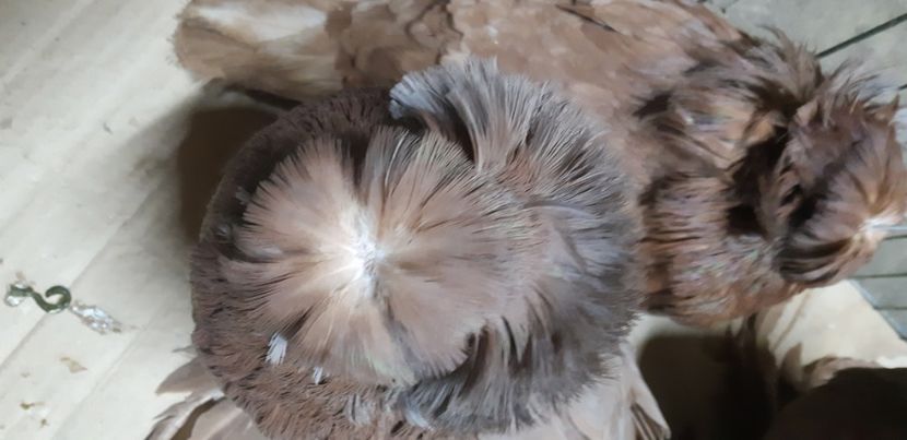  - L-Tobosari de Buhara