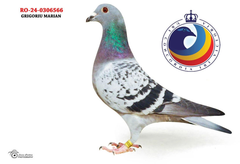 566 - DE VANZARE