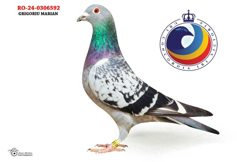 592 - DE VANZARE