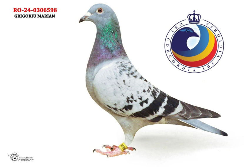 598 - DE VANZARE