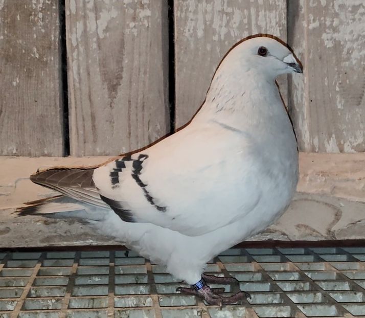 5 (F.) ARCHIWUM - k-MLODE 2024 YOUTH