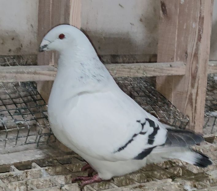 18 ® - b- SAMICZKI-Females