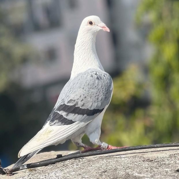  - Nu îmi aparțin 8