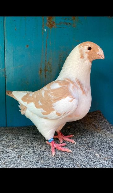 F2024Vintila - Achiziții pt 2025