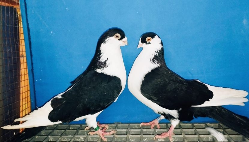 Perechea  1 - B - Perechi 2025