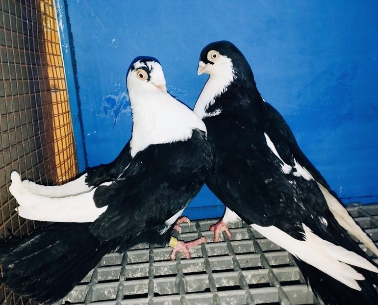 Perechea  2 - B - Perechi 2025