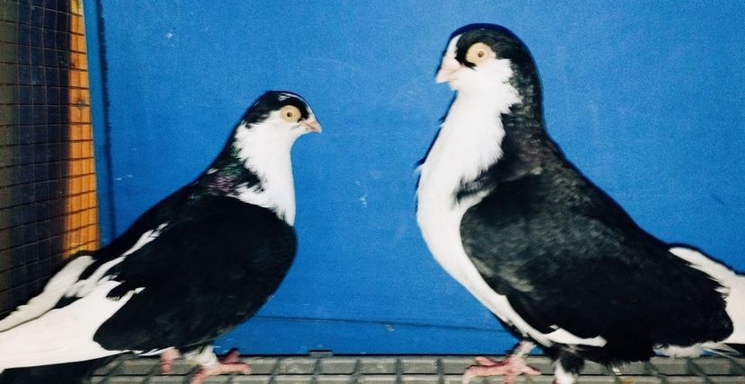 Perechea  3 - B - Perechi 2025