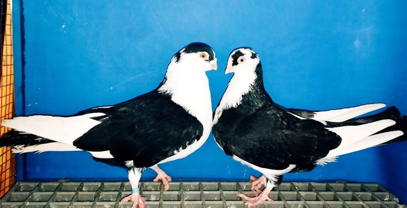 Perechea  4 - B - Perechi 2025