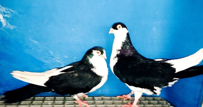 Perechea  5 - B - Perechi 2025