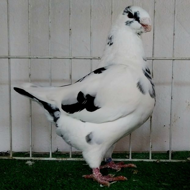 M2024 - Masculi mataca 2025