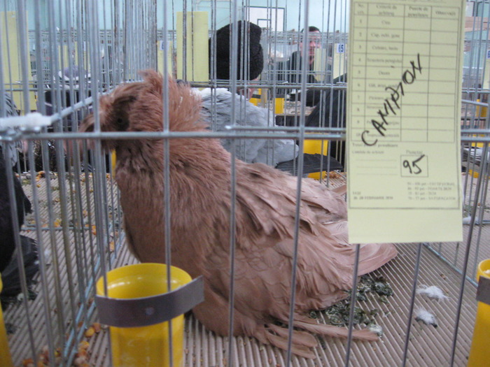 tobosar de buhara