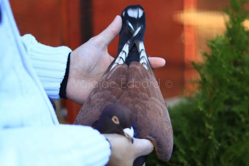  - Nu îmi aparțin 8