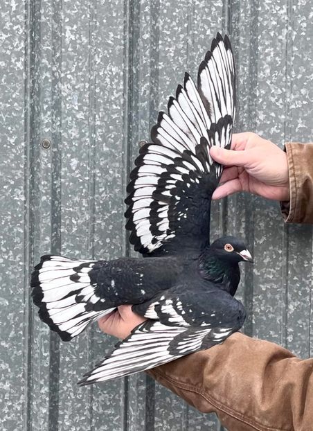  - Nu îmi aparțin 8