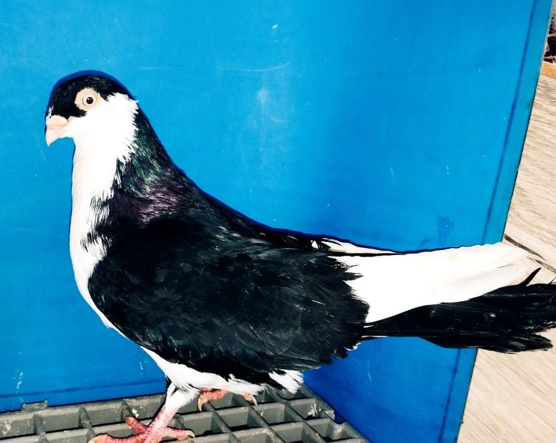 28021  Mascul  2024 - Jucători de Galați