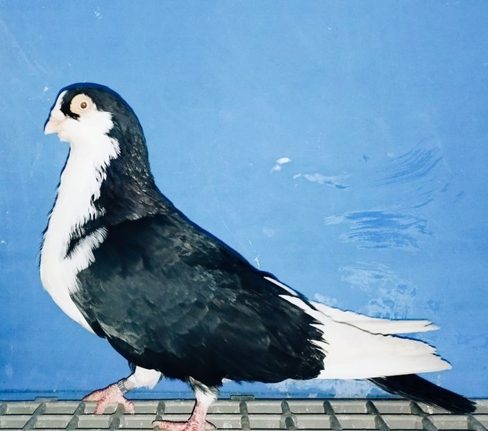 8711  Mascul  2020 - Jucători de Galați