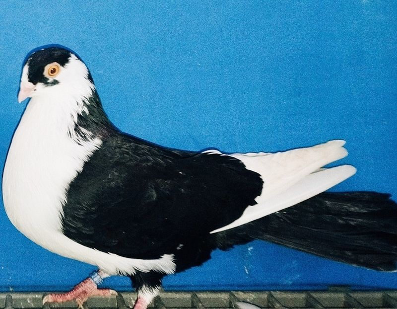 28051  Femelă  2024 - Jucători de Galați