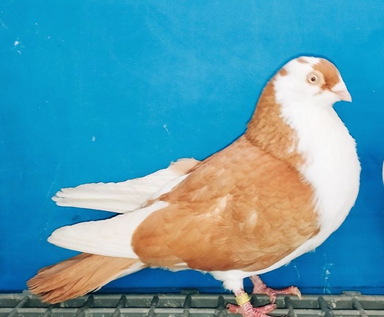 17211  Mascul  2023 - Jucători de Galați