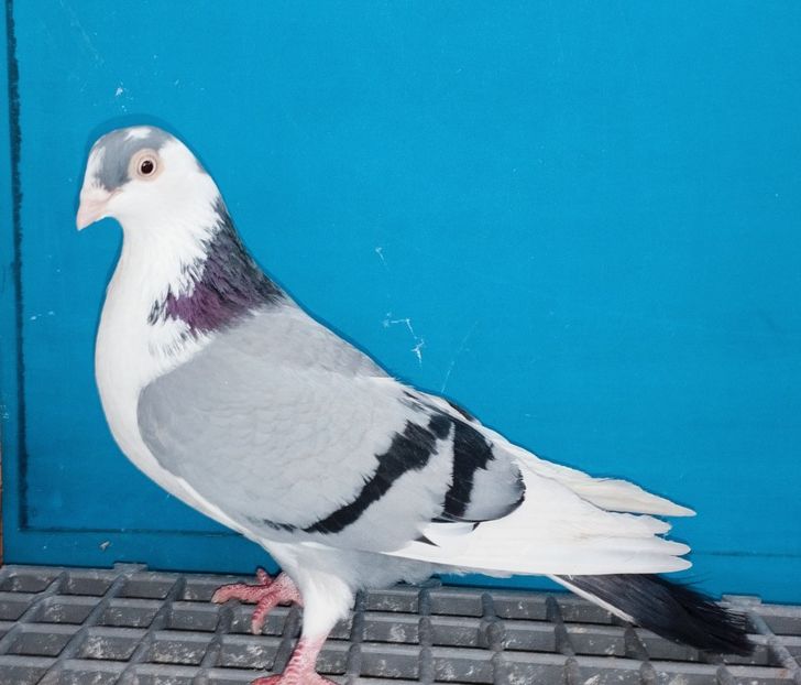 13359  Femelă  2024 - Jucători de Galați