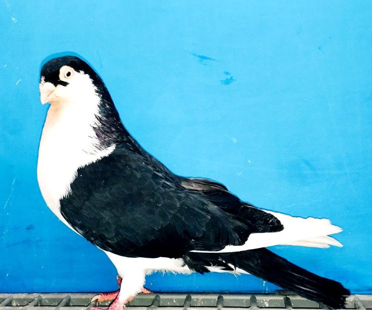 12451  Mascul  2021 - Jucători de Galați