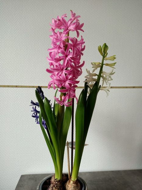 10.01.2025 - Flori la ghiveci 2025