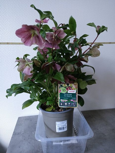 Img.2025.01.11 - Flori la ghiveci 2025