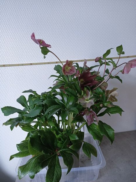 Img.2025.01.11 - Flori la ghiveci 2025