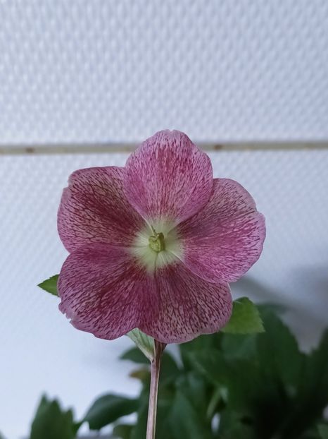 Img.2025.01.11 - Flori la ghiveci 2025