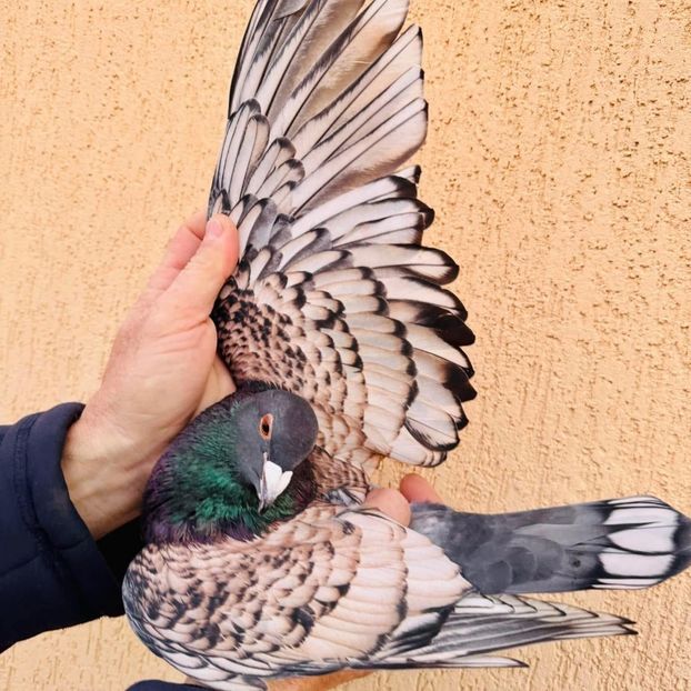  - Nu îmi aparțin 8