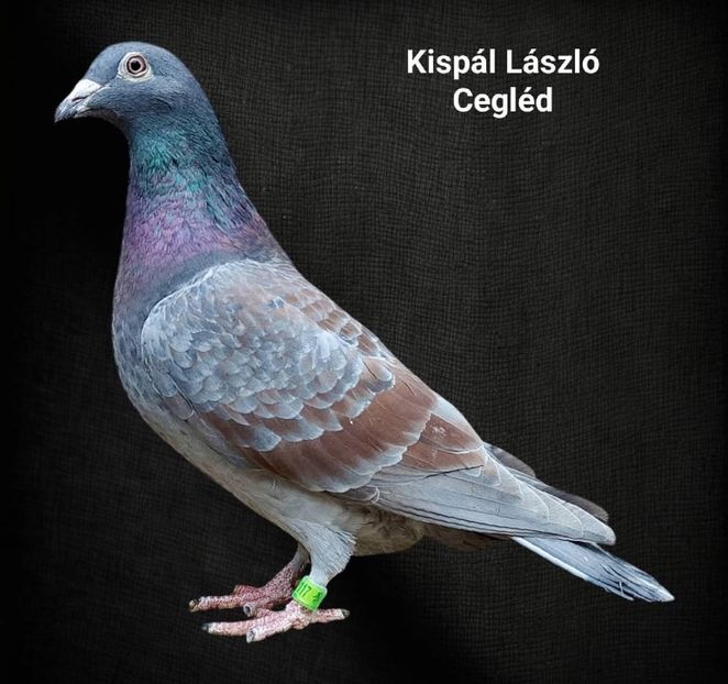  - Nu îmi aparțin 8