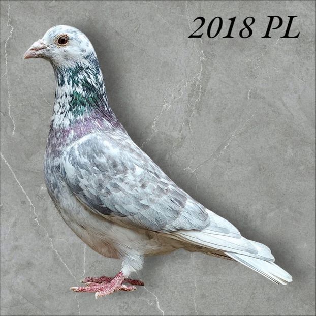  - Nu îmi aparțin 8