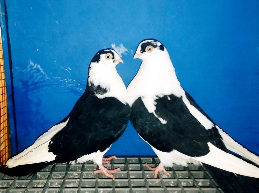 Perechea  7 - B - Perechi 2025